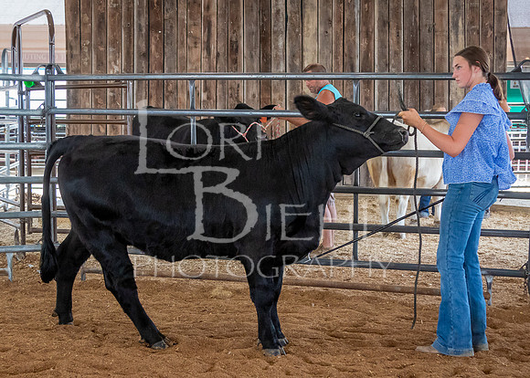 2024-07-12 LCF Open Breeding Cattle Show #1 - LB-53