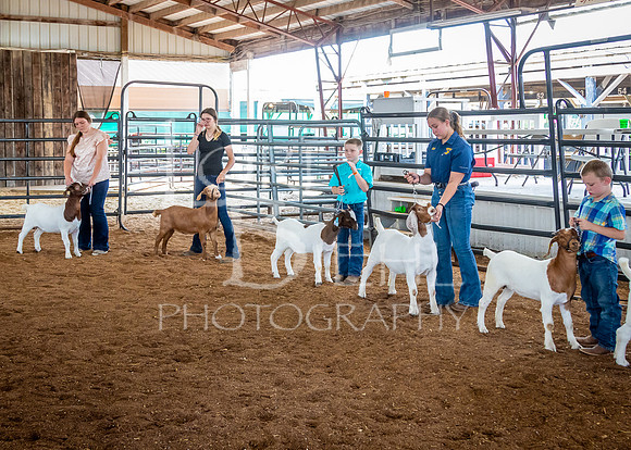 2024-07-12 LCF Open Breeding Goat Show #1 - LB-78