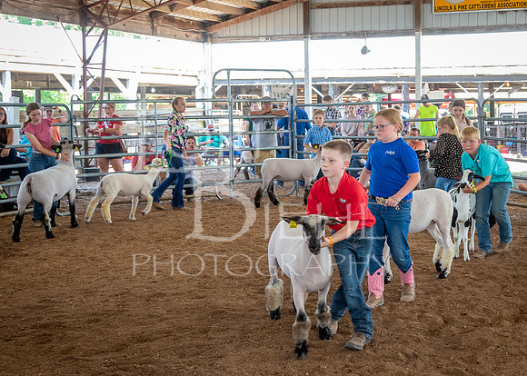 2024-07-13 LCF Open Breeding Sheep Show #1 - LB-86