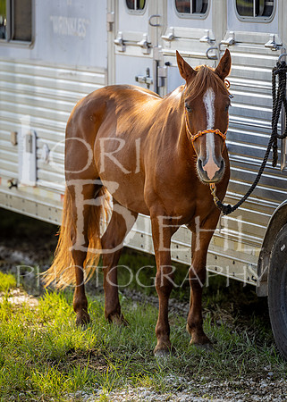 2024-07-11 LCF Open Western Pleasure Horse Show #1 - KR-19