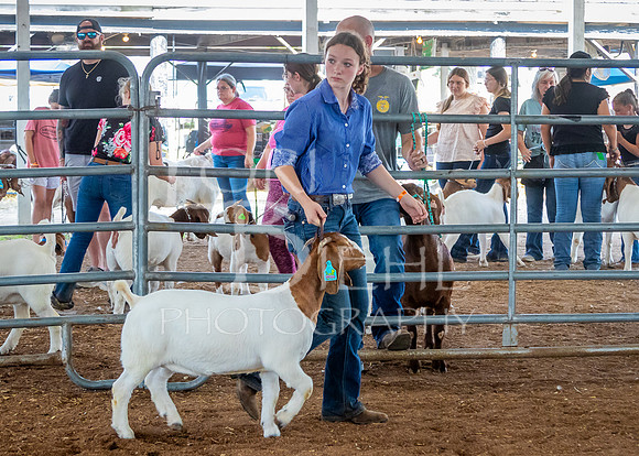 2024-07-12 LCF Open Breeding Goat Show #1 - LB-65