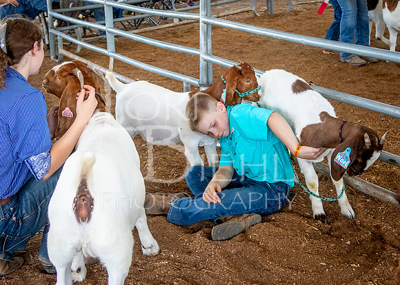 2024-07-12 LCF Open Breeding Goat Show #1 - LB-192