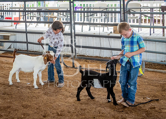 2024-07-12 LCF Open Breeding Goat Show #1 - LB-217