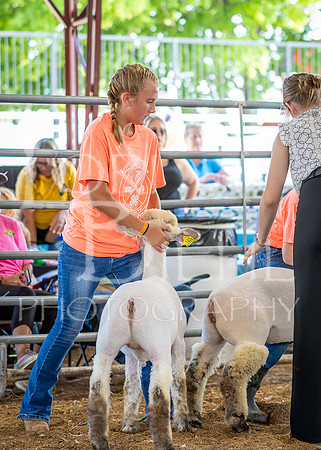 2024-07-10 LCF Jr. Sheep Show #1 - CH-30