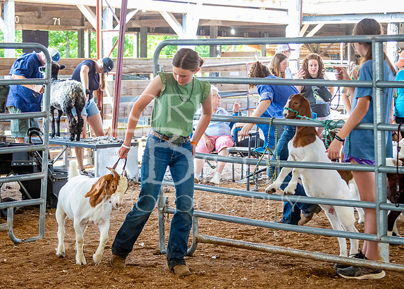 2024-07-12 LCF Open Breeding Goat Show #1 - LB-86