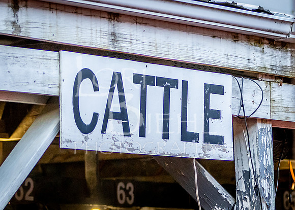 2024-07-10 LCF Jr. Steer Show #1 - CH-11