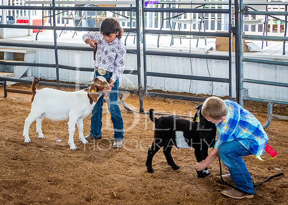 2024-07-12 LCF Open Breeding Goat Show #1 - LB-218