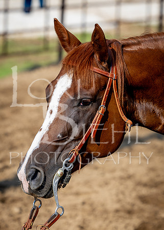 2024-07-11 LCF Open Western Pleasure Horse Show #1 - KR-18
