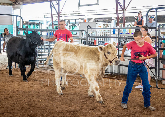 2024-07-12 LCF Open Breeding Cattle Show #1 - LB-12