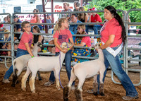 2022-07-13 LCF Jr. Lamb Show #1-LB-10