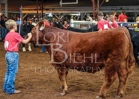 2023-07-12 Jr. Steer Show - CH-312