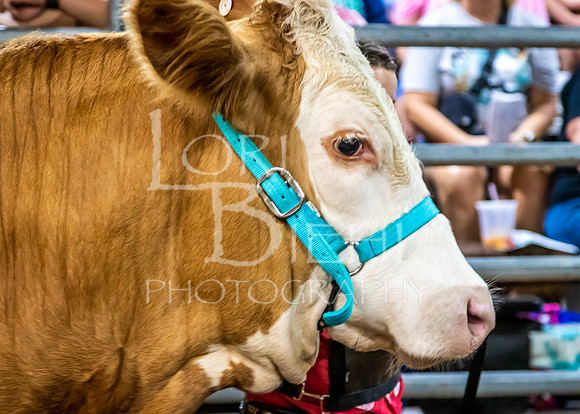 2023-07-12 Jr. Steer Show - LB-110