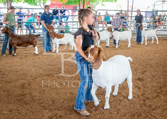 2024-07-12 LCF Open Breeding Goat Show #1 - LB-172
