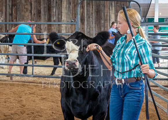 2024-07-12 LCF Open Breeding Cattle Show #1 - LB-60