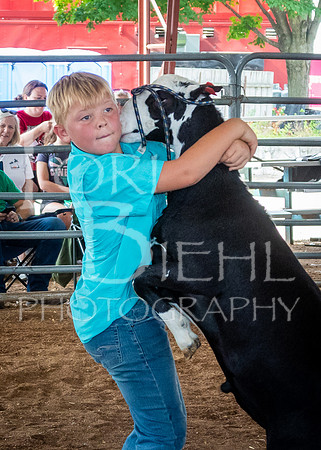2024-07-13 LCF Open Breeding Sheep Show #1 - LB-25-2
