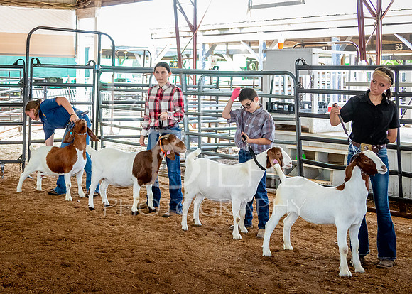 2024-07-12 LCF Open Breeding Goat Show #1 - LB-169