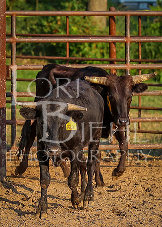 2024-07-12 LCF Ranch Rodeo #1 - MH-16