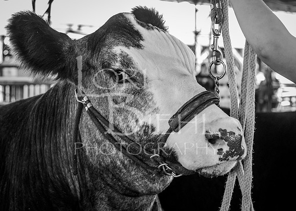 2024-07-10 LCF Master Showmanship #1 - LB-14