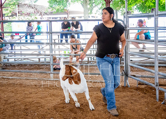 2024-07-12 LCF Open Breeding Goat Show #1 - LB-188