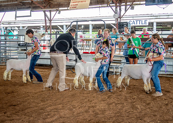 2024-07-13 LCF Open Breeding Sheep Show #1 - LB-61