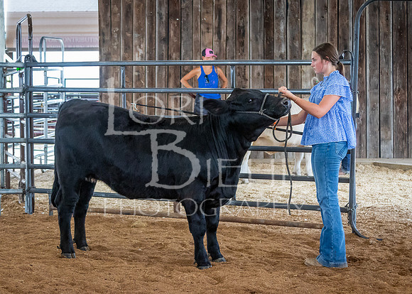 2024-07-12 LCF Open Breeding Cattle Show #1 - LB-74