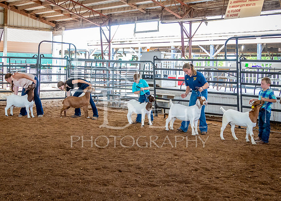 2024-07-12 LCF Open Breeding Goat Show #1 - LB-75