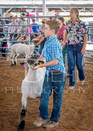 2024-07-13 LCF Open Breeding Sheep Show #1 - LB-88