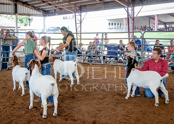2024-07-12 LCF Open Breeding Goat Show #1 - LB-183