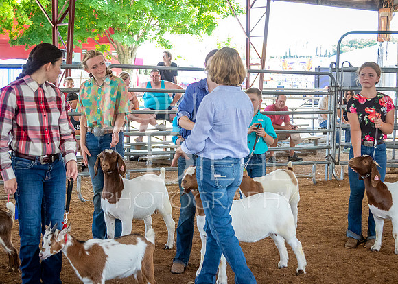 2024-07-12 LCF Open Breeding Goat Show #1 - LB-122