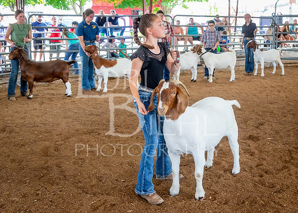 2024-07-12 LCF Open Breeding Goat Show #1 - LB-171