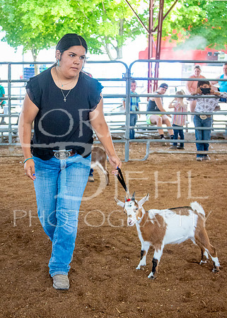 2024-07-12 LCF Open Breeding Goat Show #1 - LB-61