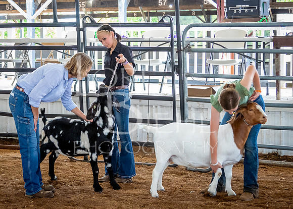 2024-07-12 LCF Open Breeding Goat Show #1 - LB-140