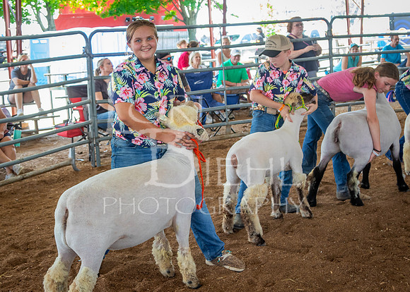 2024-07-13 LCF Open Breeding Sheep Show #1 - LB-90