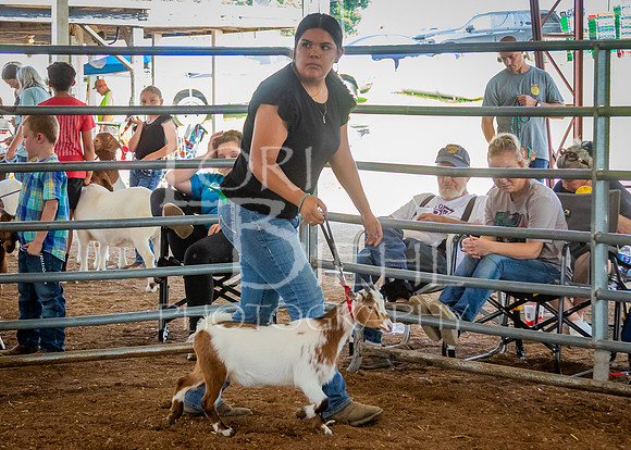 2024-07-12 LCF Open Breeding Goat Show #1 - LB-48