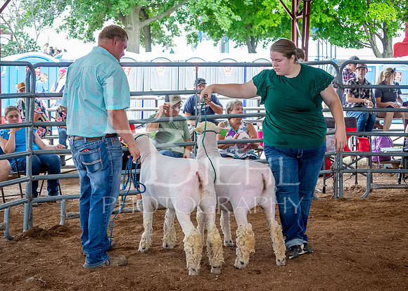 2024-07-13 LCF Open Breeding Sheep Show #1 - LB-83