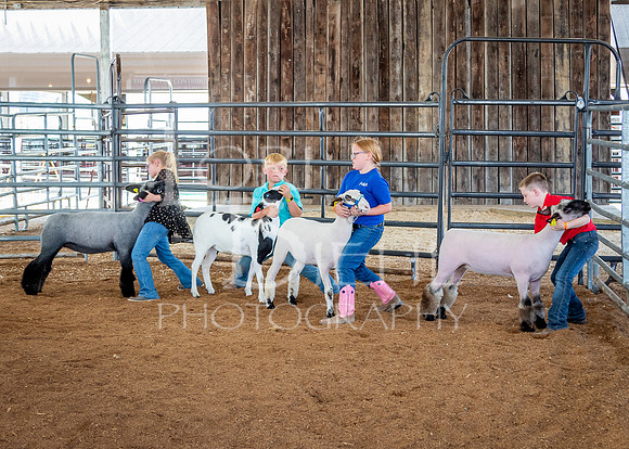 2024-07-13 LCF Open Breeding Sheep Show #1 - LB-95