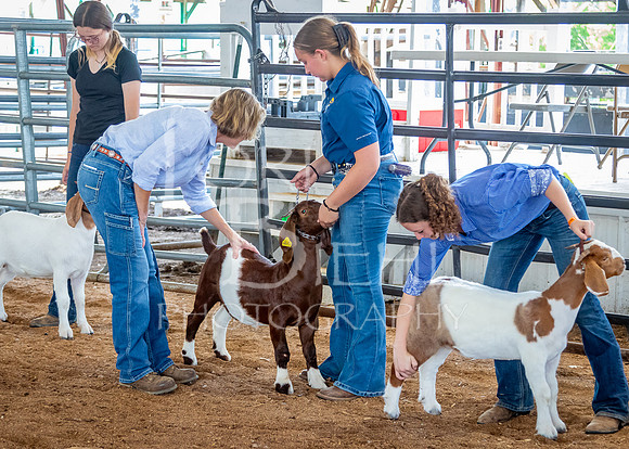 2024-07-12 LCF Open Breeding Goat Show #1 - LB-98