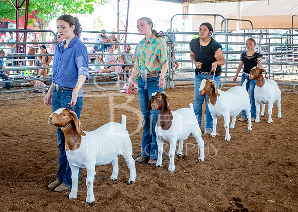 2024-07-12 LCF Open Breeding Goat Show #1 - LB-202