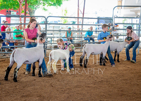 2024-07-13 LCF Open Breeding Sheep Show #1 - LB-93