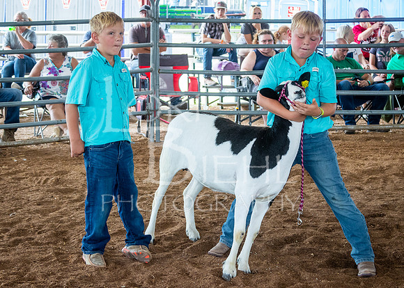 2024-07-13 LCF Open Breeding Sheep Show #1 - LB-28