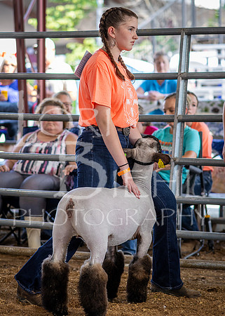 2024-07-10 LCF Jr. Sheep Show #1 - CH-11