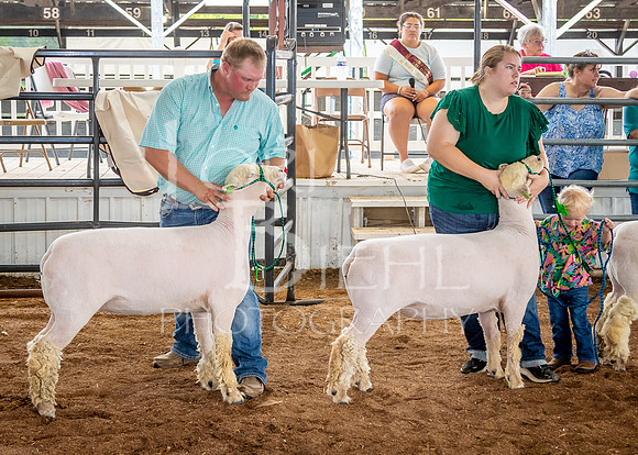 2024-07-13 LCF Open Breeding Sheep Show #1 - LB-68