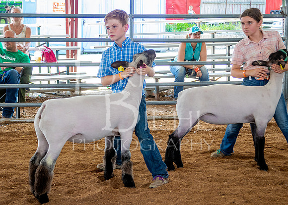 2024-07-13 LCF Open Breeding Sheep Show #1 - LB-99