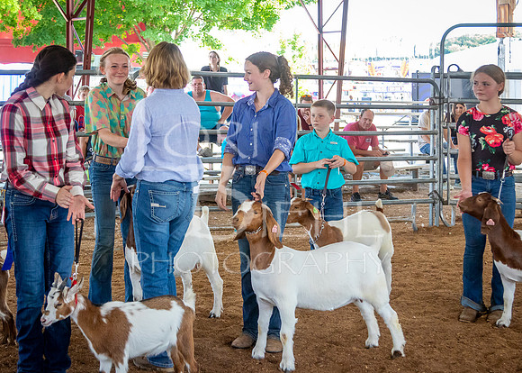 2024-07-12 LCF Open Breeding Goat Show #1 - LB-123