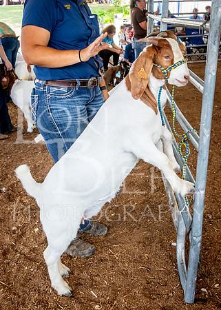 2024-07-12 LCF Open Breeding Goat Show #1 - LB-152