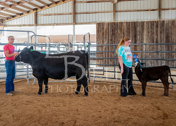 2024-07-12 LCF Open Breeding Cattle Show #1 - LB-33
