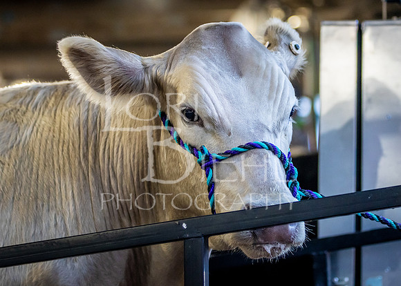 2024-07-10 LCF Jr. Steer Show #1 - CH-12