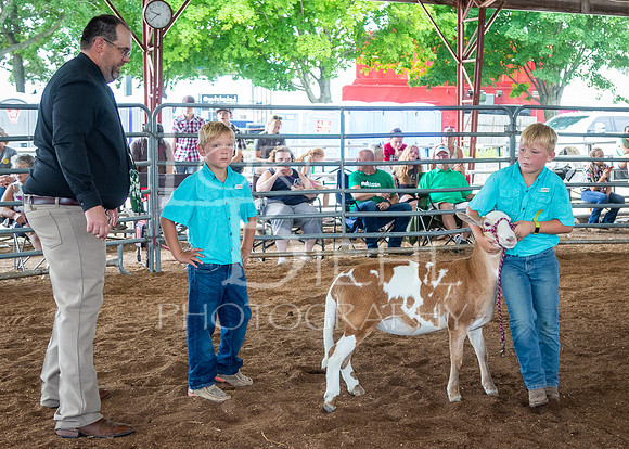 2024-07-13 LCF Open Breeding Sheep Show #1 - LB-29