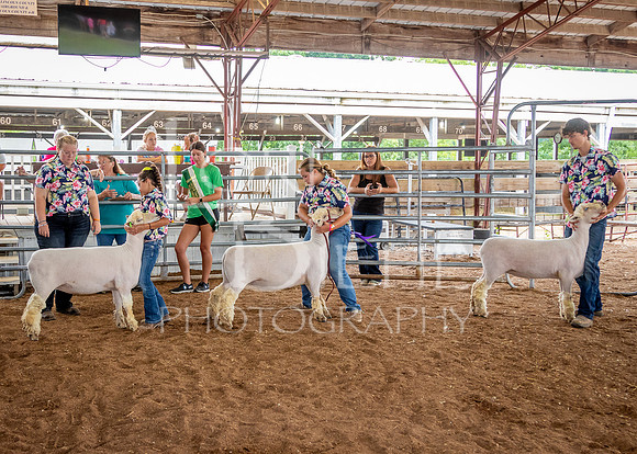 2024-07-13 LCF Open Breeding Sheep Show #1 - LB-67
