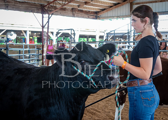 2024-07-11 LCF Jackpot Steer Show #1 - LB-32